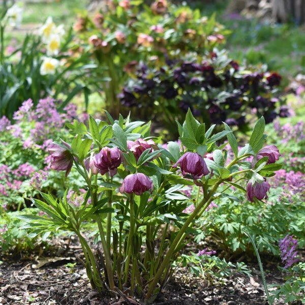 purple lenten rose flowers in a garden with blurry flowers in background