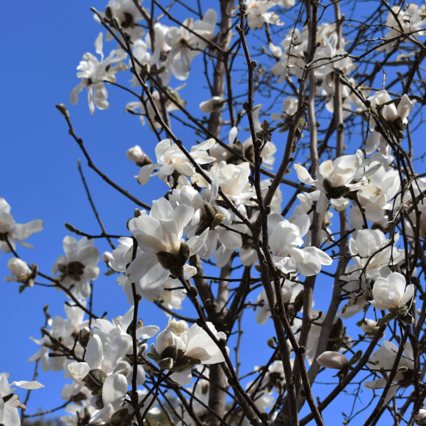 white flowers on bare branches infront of blue sky