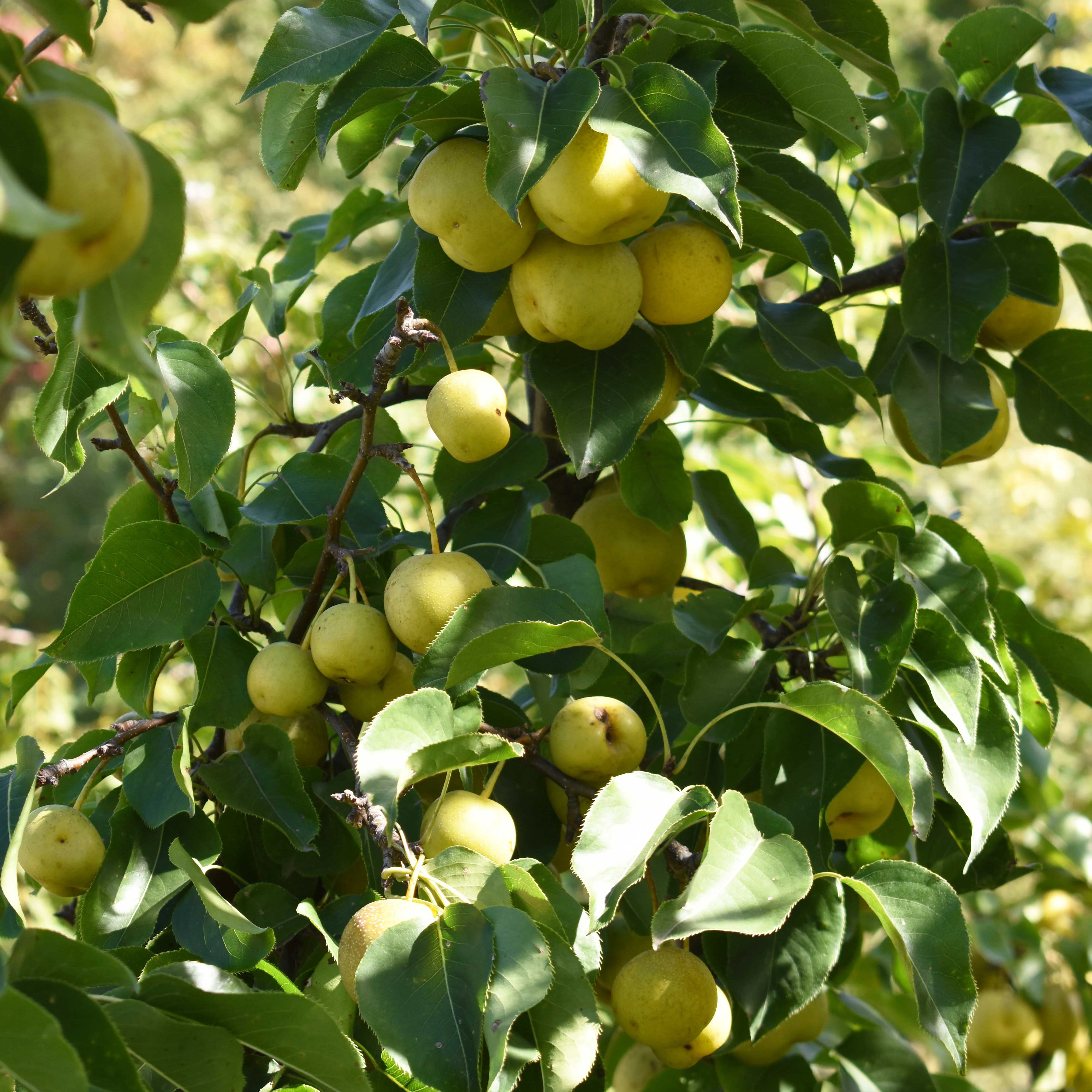 Yellow delicious apple tree with green leaves and many mature apples