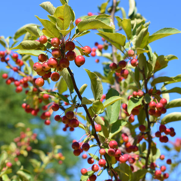 small red crabapple fruit on branches in front of blue skies