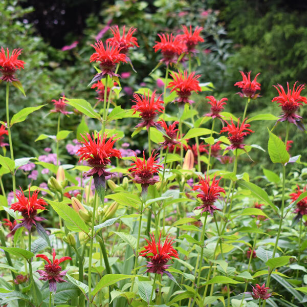 red spikey flowers on tall, slender stems with sparse foliage