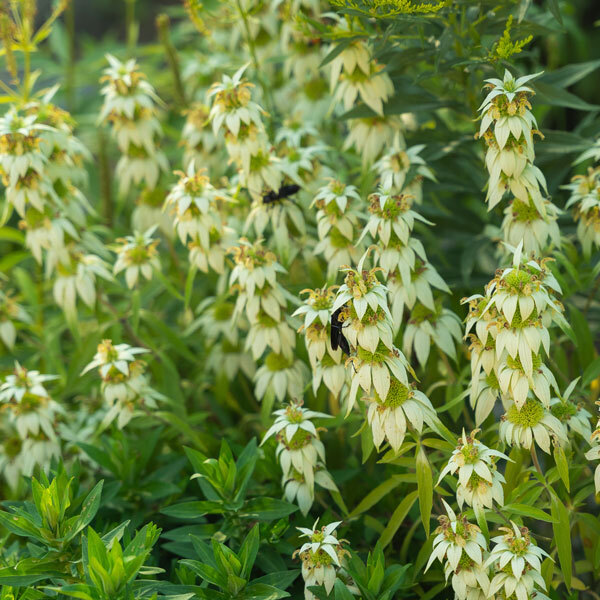 spires of white flowers with bugs visiting