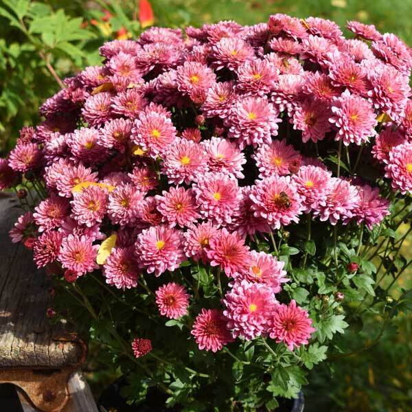 Potted pink mums with a yellow center and a bee on one of the flowers
