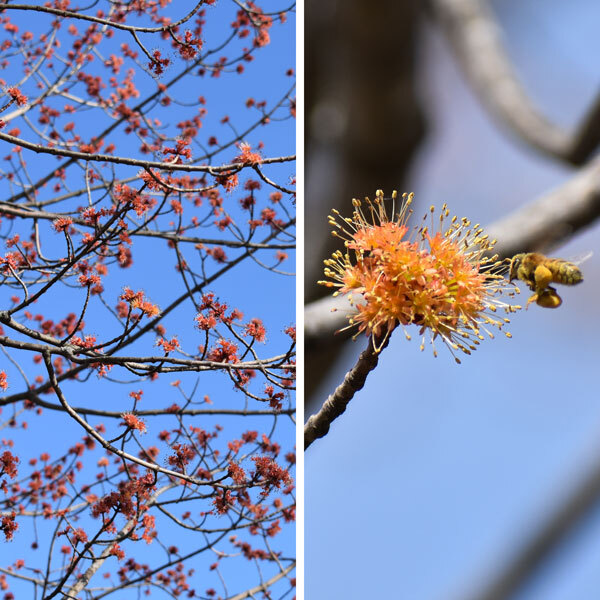 split screen of maple blooms on branches, one with a bee