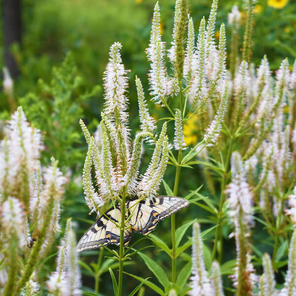 yellow swallow tail butterfly on white culver's root