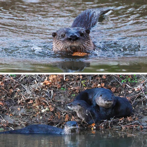 split screen with otter swimming with a leaf on top and three otters cuddling on shore on the bottom