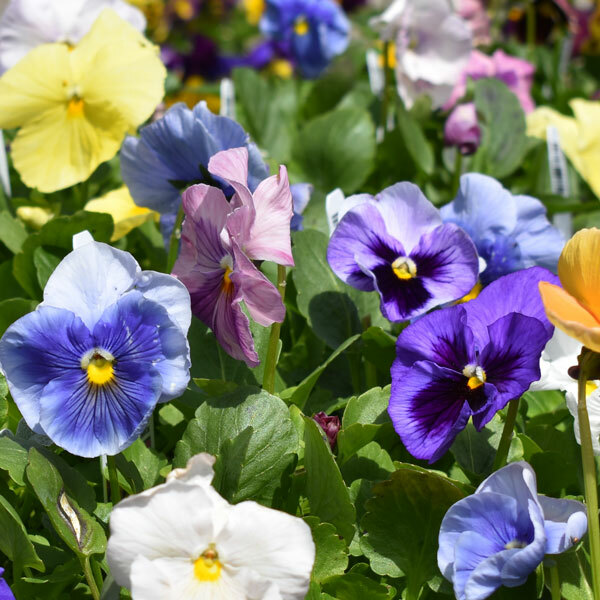 colorful pansies up close with blurred foliage behind