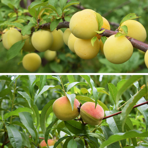 split screen, top photo with yellow plums on a branch, bottom photo with two peaches on a branch with foliage