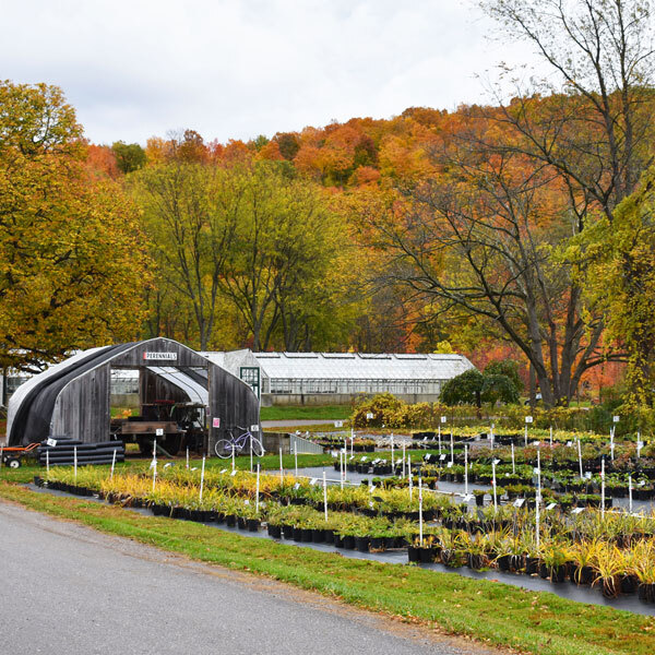 potted plants on an outdoor mat in fall, in front of distant foliage