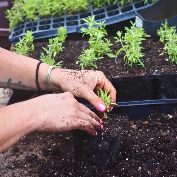 hands planting small sprouts into black quart container