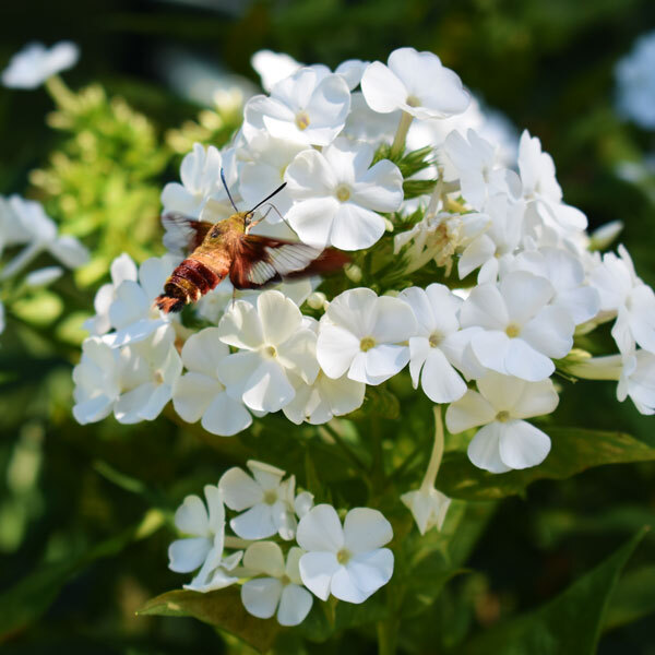 hummingbird moth on white phlox flowers in front of blurred green foliage
