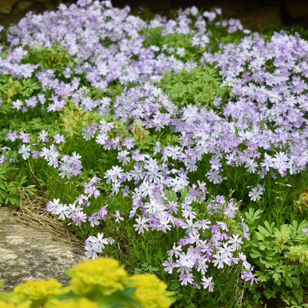 light blue moss phlox with blades of thin foliage along the ground