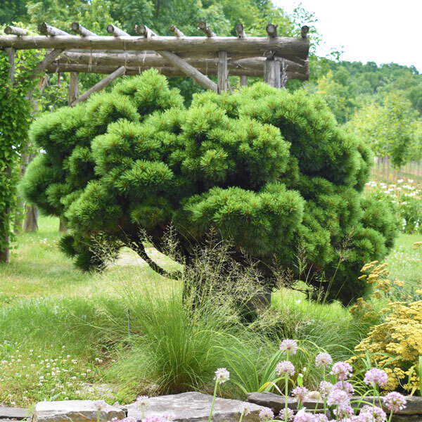 dwarf pine tree in garden