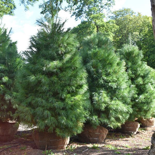 pine trees with root balls wrapped in burlap