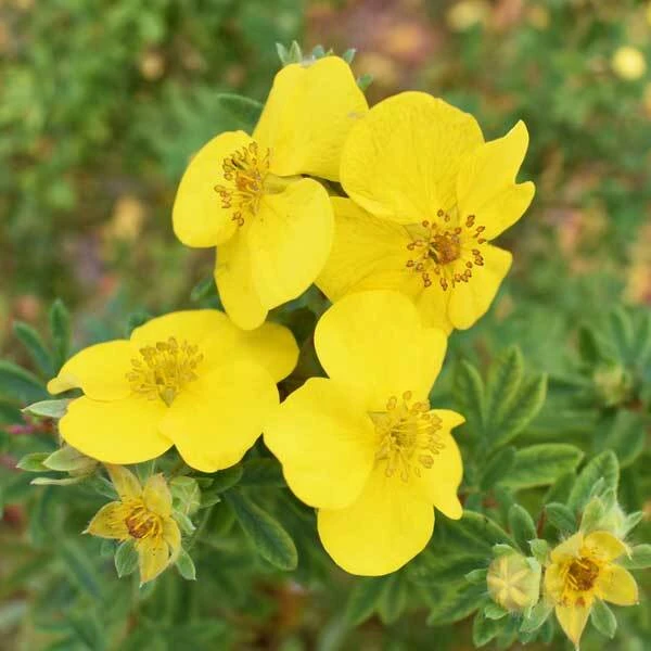 Small shrub with a cluster of bright yellow flowers