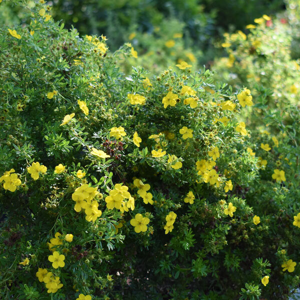 small yellow flowers with petite green foliage on low shrubs