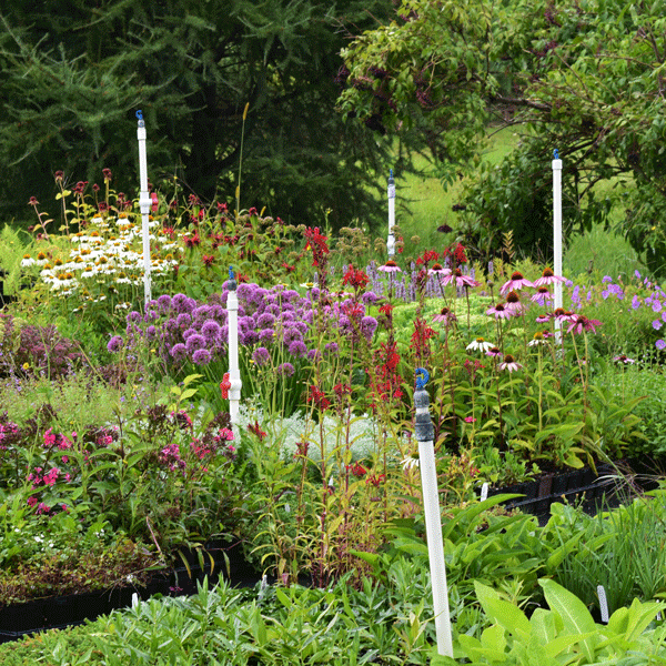 different kinds of colorful flowers among propagation beds, with greenery in the background