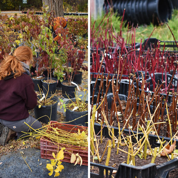 split screen with a person pruning on the left and twigs propagating in crates on the right