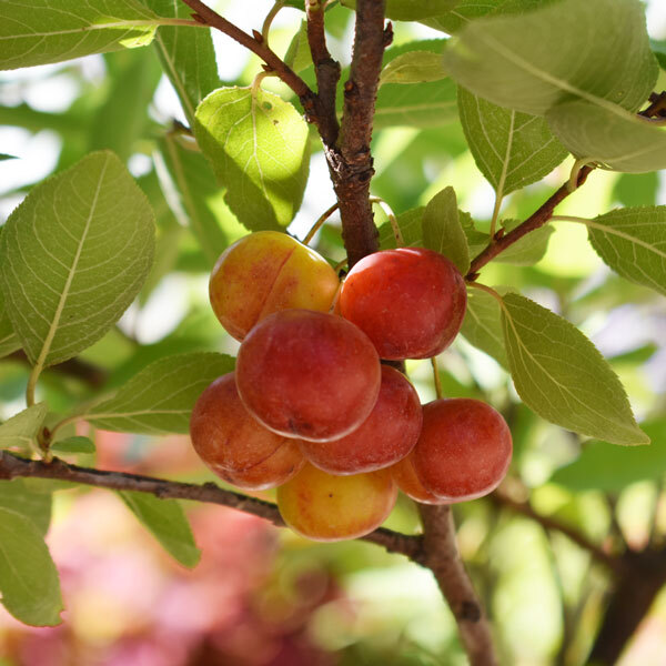 cluster of pink and orange plums hanging from a branch with bright green leaves