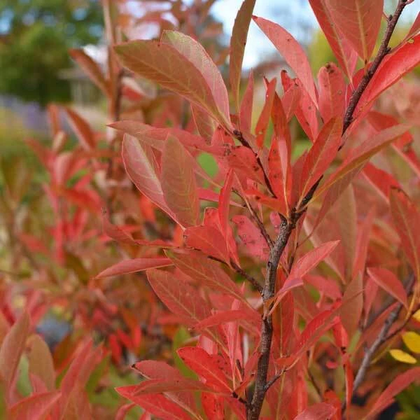 Shrub with a horizontally layered branching structure and vivid orange-red foliage