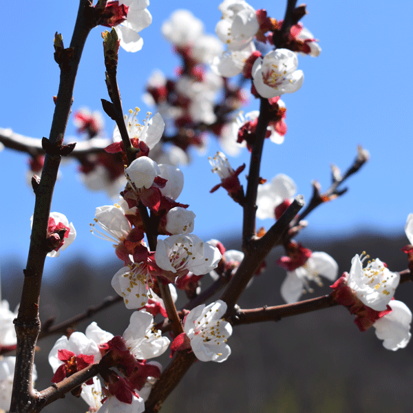 pink and white blossoms on bare branches in front of blue sky