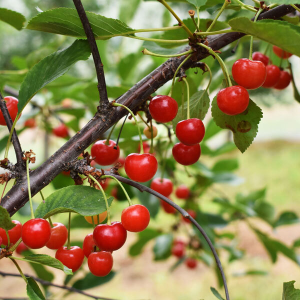 red cherries on a branch with green foliage