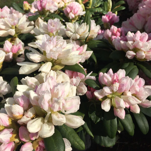 rhododendron flowers with pink buds and white petals