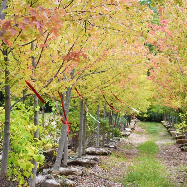 rows of trees with shiny red ribbons hanging off