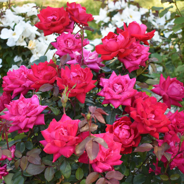 a rose bush with bright pink petals and dark foliage