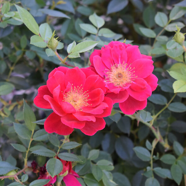 two pink roses in front of dark foliage