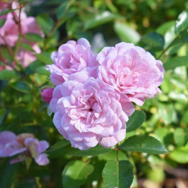 three light pink rose blooms in front of blurred green foliage
