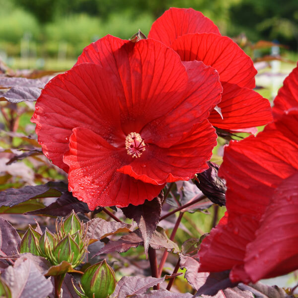 large red hibiscus flowers in front of blurred foliage