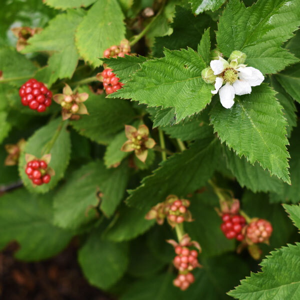 red blackberries beginning to grow with small white flowers