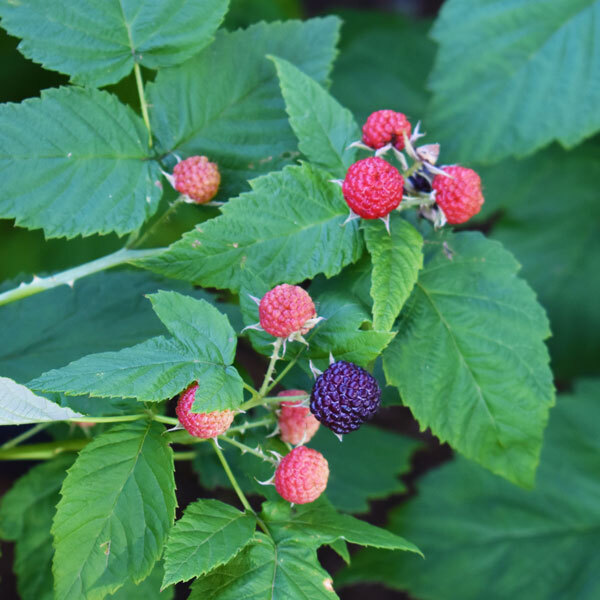 black raspberries ripening on green foliage and spiky stems