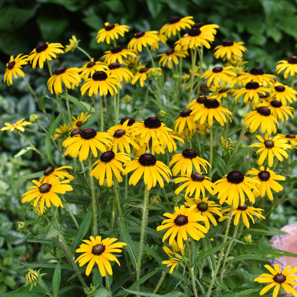 black-eyed susan flowers in front of blurred green foliage
