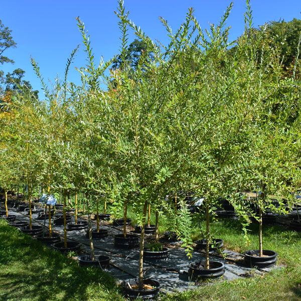 rows of young willow trees in pots 