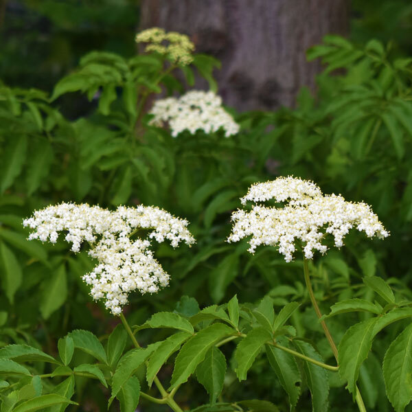 clusters of small white flowers on shrubs with thin, dark green leaves