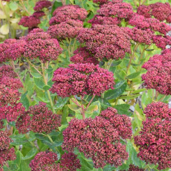 Brick red flowering plant with gray-green leaves 