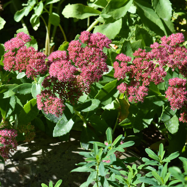 pink sedum growing over a rock
