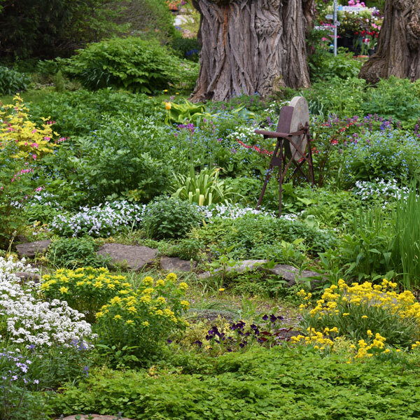 lush green perennial foliage with small mounds of yellow, blue and purple color in a garden