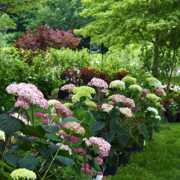 rows of hydrangea in pots within a garden center display