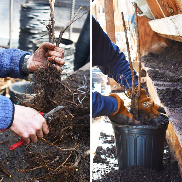 pruning and potting bare root shrubs