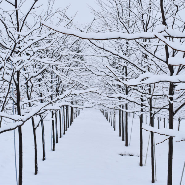 two rows of trees in a field in winter, covered in snow