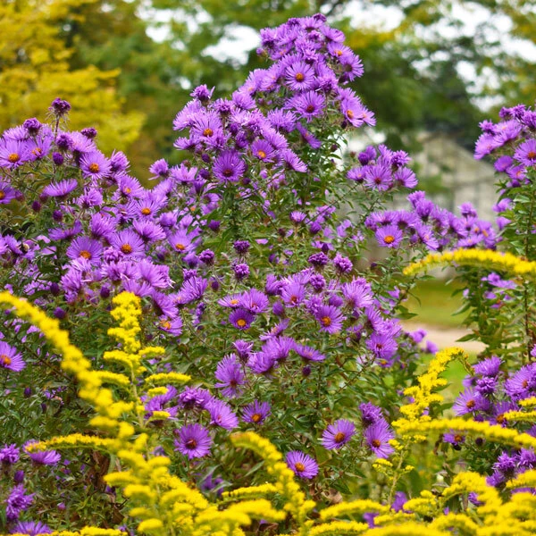yellow goldenrod blooms in front of purple aster blooms