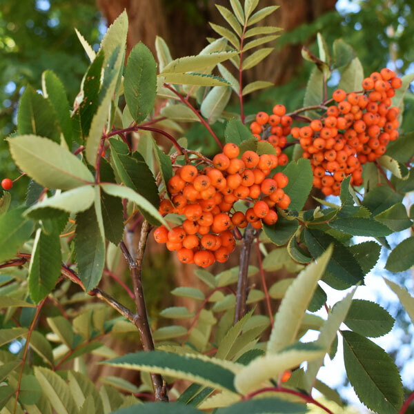 clusters of orange berries on an ash tree