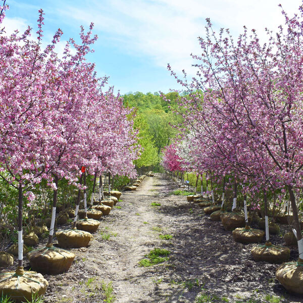 two rows of flowering pink crabapple trees
