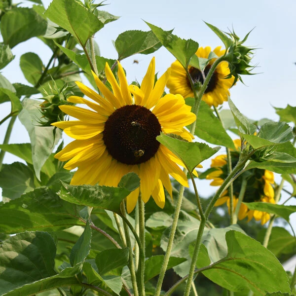 two bees on the center of a sunflower in front of blue skies