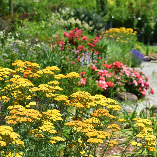 yellow yarrow in foreground, blurred garden in background