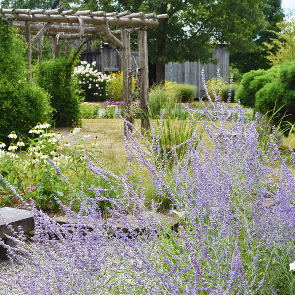 russian sage flowers in front of garden