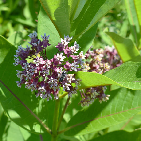 a bee on round pink milkweed flowers in front of green foliage